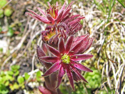 Steirische Berg Hauswurz Sempervivum montanum